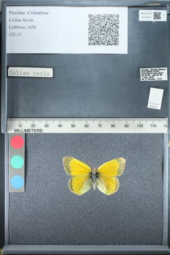 Media type: image;   Entomology 153611